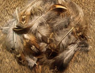 Ruffed Grouse Feathers