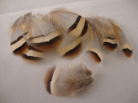 Chukar feathers - The TroutFitter Fly Shop 