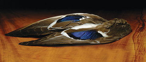 Mallard Whole Wings - The TroutFitter Fly Shop 